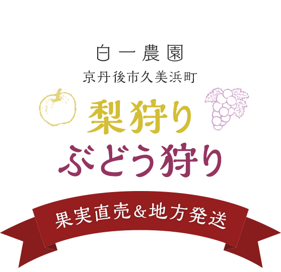 白一農園 京丹後市久美浜町 梨狩り・ぶどう狩り 果実直売＆地方発送